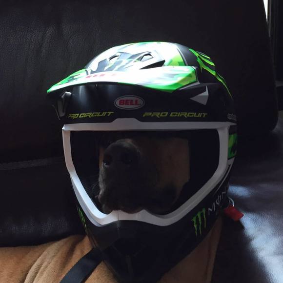 Meet your Posher, Tanner - Picture 1 of 1